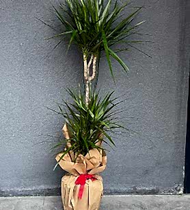 Marginata 3 Lü Saksı Çiçeği